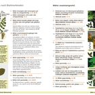 Text: "Bestimmen nach Blattmerkmalen", "Blätter zusammengesetzt", "Bestimmungsschlüssel: Blattmerkmale". 

Links oben, Abbildungen von Blättern und ein Diagramm mit Bezeichnungen wie "Knoten", "Endfieder". 

Rechts, Fotos von Pflanzen mit Namen wie "Alpen-Waldrebe", "Besenginster". 

Klare Layout-Einteilung mit nummerierten Schritten zur Pflanzenbestimmung.