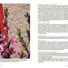 Triebe und Knospen des Pfirsichs. Foto zeigt Zweig mit rosa Blüten und grünen Blättern vor neutralem Hintergrund.