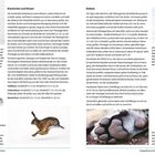 Kaninchen und Hasen: Vorderfuß 2,5 x 1,5 cm, Hinterfuß 4 x 2,5 cm. Kaninchenhüpfen im Galopp. Fußabdrücke oben links.