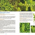 "Lepidozia reptans (L.) Dumort." Dominiert, mit Text zu Ökologie, Lebensraum, Erkennungsmerkmalen. Enthält Moos-Fotos und Illustrationen.