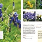 **Hohe Bart-Iris**. Höhe: 70-90 cm. Standort: sonnig. 

Bild mit verschiedenen Iris-Arten. Links Iris in lila, rechts kleine Bilder mit Iris in Gelb, Blau und Lila.