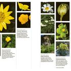 Seite über Ranunculaceae. Texte zu Scharfer Hahnenfuß, Scharbockskraut, Alpen-Anemone, Nieswurz und Busch-Windröschen.