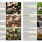 Verschiedene Beschreibungen und Fotos kleiner Pilze, darunter helmlingsartige Pilze, auf grünem Moos und zwischen Laub.