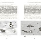 Links steht: "Die Balz des männlichen Haussperlings ist ein wahres Männlichkeitsritual." Rechts: "Für den Haussperling...Körperpflege zugleich." Zwei Illustrationen von Haussperlingen in verschiedenen Verhaltensweisen.