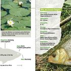 "Friedfische", "Kennzeichen: Rücken", "Rotfeder", "Wie, wo & wann fangen?", Fisch mit Angel auf Gras, Seerosen im Wasser.