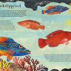Texte: "Kuckuckslippfisch", Infos über Lebensweise im Meer, Fortpflanzung, Intelligenz der Fische. Illustration: bunte Fische, Korallen.