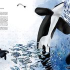 Text: "HERINGE ZUM BEISPIEL NORWEGISCHE TYP-1-ORCAS". 

Illustration: Orcas jagen einen Schwarm Fische im blauen Wasser.