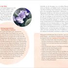 **Topfpflanzen in der Kita** ist der Haupttext. Bild einer violetten Blume rechts daneben. Beige und weiße Hintergrundfarben.