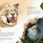 „Ekel“: Reaktion schützt Körper, Tiere nutzen es als Schutz. Links: brüllender Löwe; rechts: sich totstellendes Opossum, Stinkwanze.