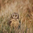 Eine Eule mit gelben Augen sitzt verborgen im hohen, trockenen Gras. Die Umgebung ist erdig und natürlich.