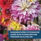 "Wunderschöne Fotografien laden zum Schwelgen und Träumen im Alltag ein." Verschiedene bunte Dahlienblüten in Nahaufnahme.