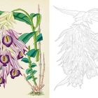 Links "66", eine detaillierte Blumenillustration mit violetten und gelben Blüten; rechts die Zeichnung ohne Farbe.