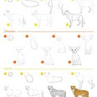Zeichenschritte für Schakal, Chihuahua und Gepard mit nummerierten Skizzen. Tier-Namen sind oberhalb der Sequenzen.