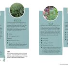 Salbei, Thymian, Ysop, Zitronenverbene: Beschreibungen und Pflanzhinweise. Tipp: Nicht winterharte Kräuter überwintern.