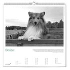 Oktober. Ein Collie sieht über einen Holzzaun. Kalender mit Monatsübersicht, unten links steht "ars vivendi".