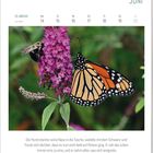 Juni: Ein Monarchfalter sitzt auf lilanen Blüten, während eine Biene daneben zu sehen ist.