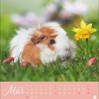 "März" steht unten. Ein Meerschweinchen sitzt neben einer gelben Narzisse im Gras, umgeben von rosa Blumen.