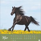 Kalender für März mit springendem, schwarzem Pferd in blühender Wiese. Logo unten rechts.
