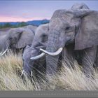 03 | MÄRZ. Eine Elefantenherde steht im trockenen Gras vor einem pastellfarbenen Sonnenuntergang.