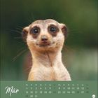 "Text: Mär, Mo 1 8 15 22 29, Di 2 9 16 23 30, Mi 3 10 17 24 31. Erdmännchen schaut frontal, grüner Hintergrund."