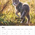 März-Kalender: Internationale Frauentag, Frühlingsanfang, Karfreitag, Ostern markiert. Katze im Gras am sonnigen Nachmittag.