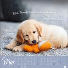 Text: „Echte Freunde braucht man nicht suchen. Sie finden dich.“ Ein Welpe liegt spielerisch mit einem orangefarbenen Plüschtier.