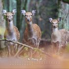 Text: "März", Kalendertage darunter. Drei Rehe stehen im Wald, aufmerksamer Blick.