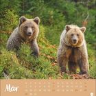 März-Kalenderblatt mit zwei Braunbären in einer grünen, bewaldeten Umgebung.