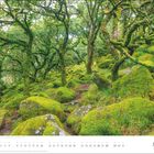 MÄRZ. Ein mystischer Wald mit moosbedeckten Bäumen und Felsen, die an eine verwunschene Landschaft erinnern.
