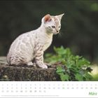 Kalenderblatt für März mit einer liegenden, getigerten Katze auf einem Baumstamm.