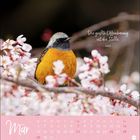 Text: „Die größte Offenbarung ist die Stille. Laozi“ und „Mär“. Ein bunter Vogel sitzt in Blütenzweigen.