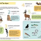"Die BIG FIVE der Alpen": Steinbock, Murmeltier, Alpensalamander, Steinadler, Gämse mit Beschreibung. Weitere Alpenbewohner gelistet.