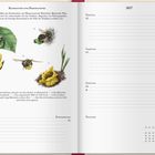 Kalenderseite 2027, 26. Woche. Illustrationen von Bienen und Pflanzen, beschriftet mit Erklärungen zur Nestkonstruktion.