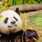 Großer Panda, pflanzenfressender Großbär. Pandas fressen hauptsächlich Bambus. Bild eines Pandas beim Bambusessen.