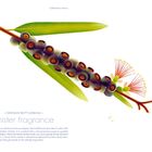 Text "Crimson Bottlebrush - sinister fragrance". Darunter eine Illustration von bunten Blüten und Blättern.