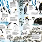 Illustration von Pinguinen mit Texten zu Pinguinarten, ihrer Lebensweise und Merkmalen. Enthält Erklärungen zur Migration und Nahrung.