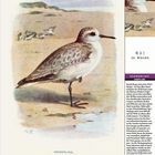„Sanderling.“ Mai, 20. Woche. Illustration eines kleinen Vogels an einem Strand. Text und Kalender mit Wochentagen darunter.