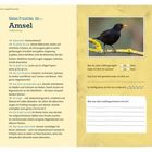Seite über die Amsel mit Steckbrief, Infos zur Größe, Nahrung und Verhalten. Rechts oben ein Foto einer Amsel auf einem Ast.