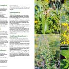 Stumpfblättriger Ampfer, Besenginster, Arznei-Beinwell, Einjähriges Bingelkraut, Kanadisches Berufkraut mit Pflanzenbildern.