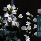 Text: "Es leuchtet! Pflanzen, die den Mond und die Sterne...". Weiße Blüten vor dunklem Hintergrund, mehrere Pflanzen.