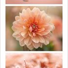 März 2021: Reiher im Wasser, Dahlienblüte, rote Pflanzen. Kalender mit hervorgehobenen Wochenenden und Daten.