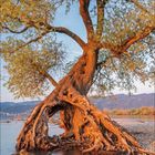 Kalenderseite mit März 2021. Ein Baum steht malerisch am Ufer eines Sees, beleuchtet von der Abendsonne.