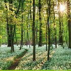 Zahlen von 1-31 in Grün. Ein Wald mit Bäumen, Sonnenlicht und einem Teppich aus weißen Blumen.