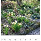 März 2023, Kalender. Foto von Narzissen und Helleborus in einem Garten mit Steinweg.