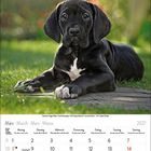 Kalenderseite März 2027 mit Wochentagen und Feiertagen. Ein schwarzer Welpe liegt auf grünem Gras im Hintergrund.