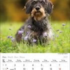 März 2027. Ein zotteliger Hund sitzt in einer grünen Wiese mit lila Blumen und einem unscharf gelben Hintergrund.