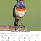 Kalenderblatt für März 2027. Ein farbenfroher Vogel steht auf einem Baumstamm, Hintergrund ist grün.