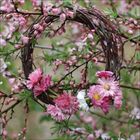Keine erkennbaren Texte. Ein Blumenkranz aus rosa Blüten hängt an blühenden Zweigen.