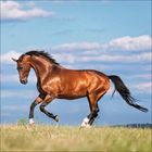 Braunes Pferd galoppiert über eine offene Wiese, blauer Himmel und Wolken im Hintergrund. Keine weiteren Textinfos.