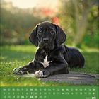 Kalenderblatt März 2027 zeigt einen schwarzen Welpen, der im Gras liegt, mit einem unscharfen Gartenhintergrund.